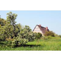 2770_7485 Wiese mit blühendem Obstbaum - Bauernhof mit Fachwerk und Reetdach hinterm Deich. | Fruehlingsfotos aus der Hansestadt Hamburg; Vol. 2